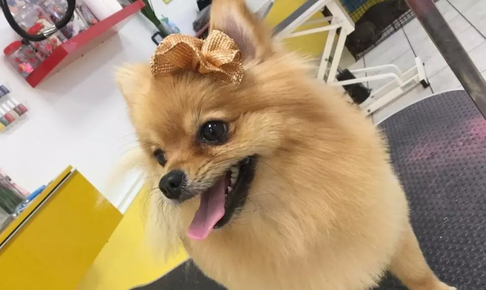 Bath or Groom for Small, Medium, or Large Dog at The Paw Shop (Up to 29% Off) - Primary Image