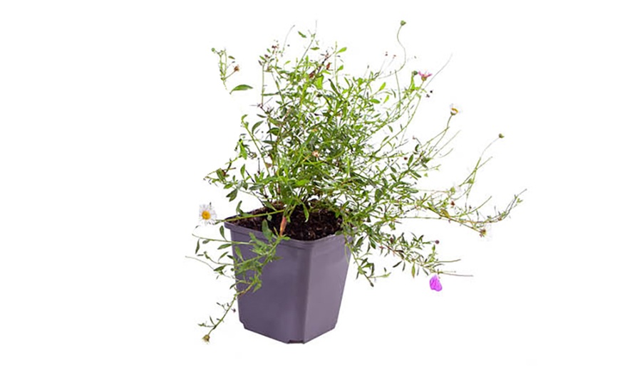 Image 7: Erigeron karvinskianus 'Profusion' Mexican Fleabane