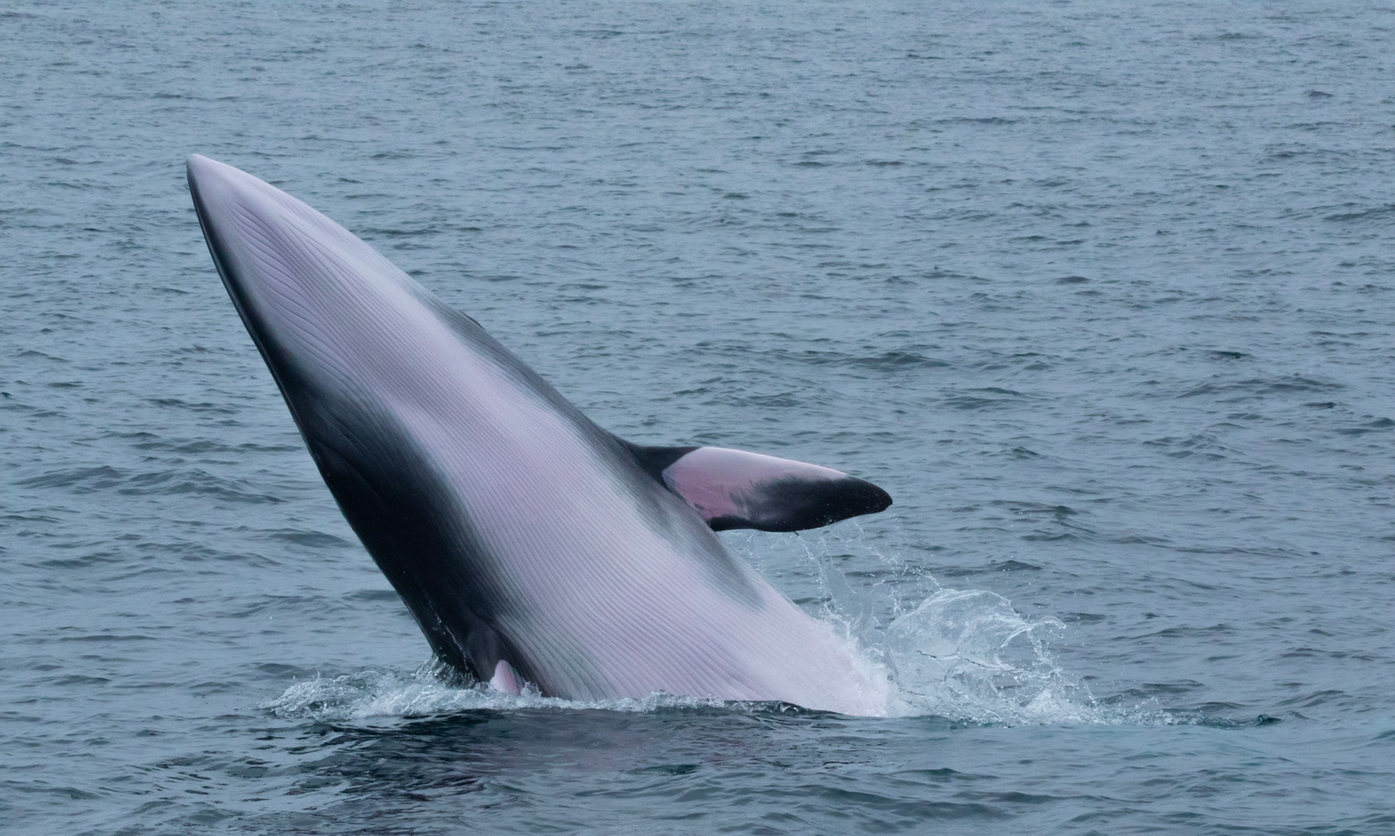 Luxury San Diego Whale Watching Tour