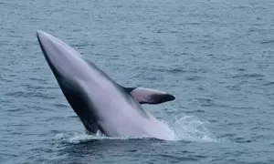 Luxury San Diego Whale Watching Tour