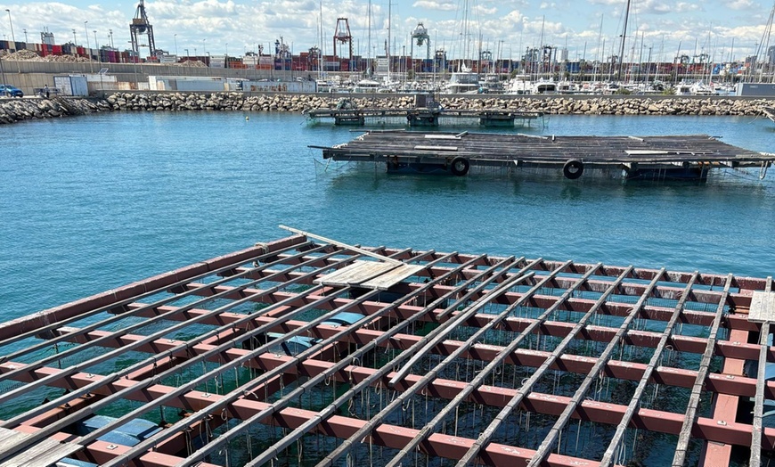 Image 9: Salida en catamarán con degustación de mejillones para niño o adulto