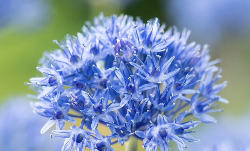 Image 3: Set van 40 of 80 Allium Caeruleum bloembollen