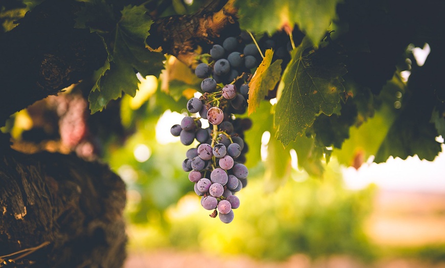 Image 2: Visita a bodega con cata de 3 vinos y aperitivos para hasta 6 personas