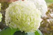 Hydrangea ‘Strong Annabelle’ - 1 or 2 Potted Plants - Image 3