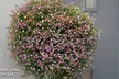 30 or 60 Bacopa 'Topia Mix' Plants - Image 2