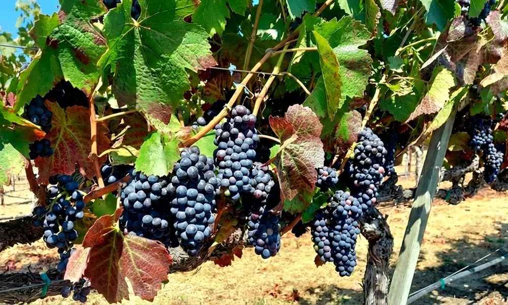 Private Wine Tour: 2 Curated Wineries & Luxury Sprinter from SF