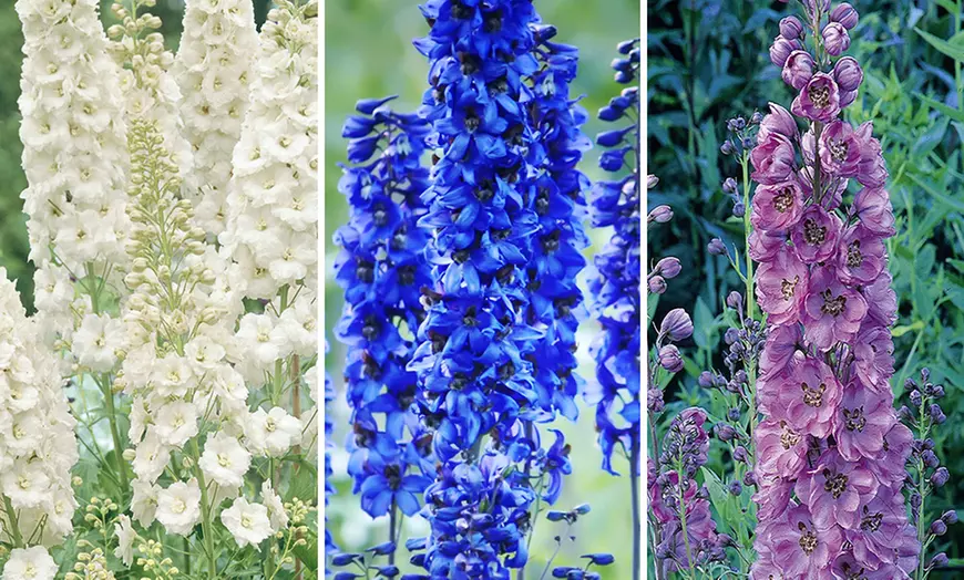 Image 1: Three Delphinium Collection Established Plants