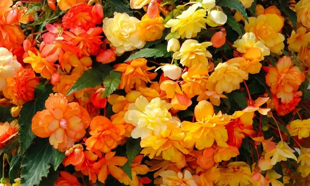Up to 60-Pack Begonia Apricot Shades