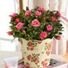 Image 3: Next Day Delivery Lush Plants from 1-800-Flowers (up to 50% off)