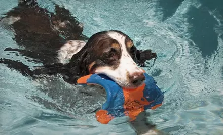 Dog Therapy Swim Session or Five-Pack of Sessions at SpawZ Dog Doggie Daycare - Primary Image