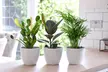 Air-Purifying Houseplant Collection - 3 or 6 Potted Plants - Second Medium