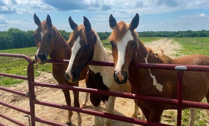 Image 2: Guided Trail Rides for One, Two, or Four