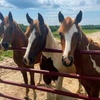 Image 2: Guided Trail Rides for One, Two, or Four