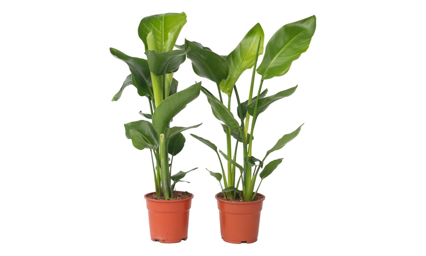 Image 4: Rootz Set of Two Strelitzia Nicolai Bird of Paradise plant
