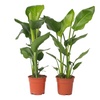 Image 4: Rootz Set of Two Strelitzia Nicolai Bird of Paradise plant
