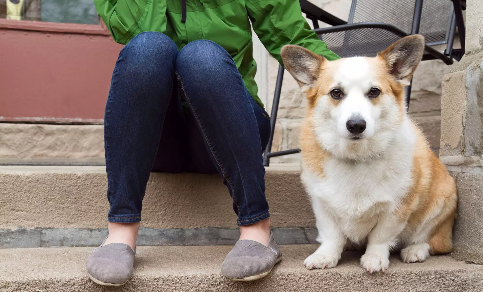 Pet Boarding or Vet Services at The Dog & Cat Clinic and Laser Center (Up to 52% Off). Four Options Available. - Primary Image