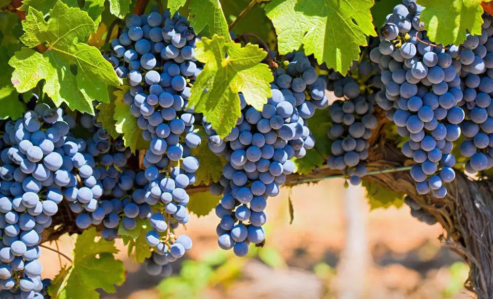 One- or Two-Night Stay with a Bottle of Wine and Winery Passes at Shady Oaks Country Inn in Napa Valley, CA - Primary Image