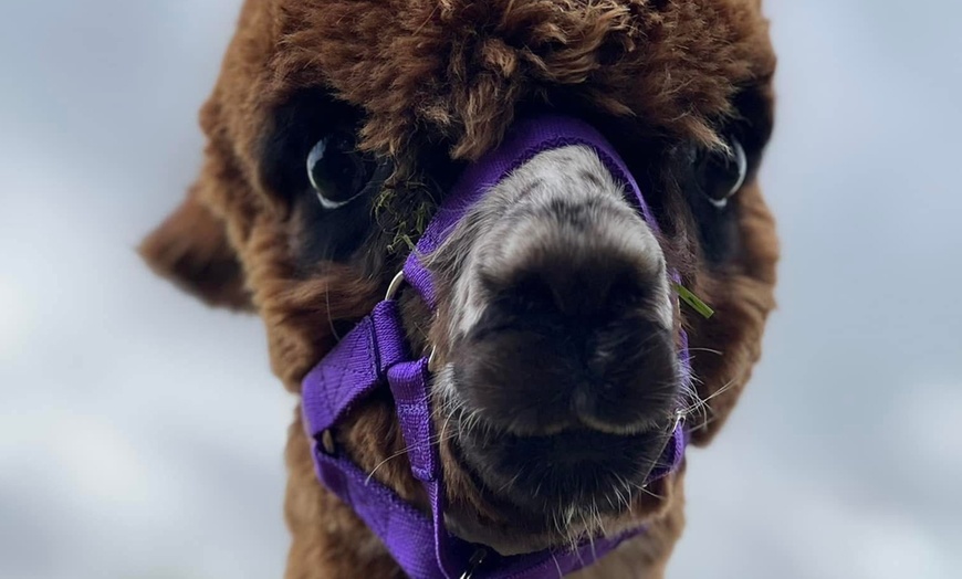 Image 2: Unleash Your Inner Adventurer with Alpacas Tour — Now Up to 25% Off 