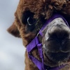 Image 2: Unleash Your Inner Adventurer with Alpacas Tour — Now Up to 25% Off 