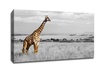 Touch of Color Photography on Gallery-Wrapped Canvas Prints - Second Medium