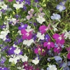 Image 2: YouGarden Lobelia 'Trail Away' Pro Plugs 40