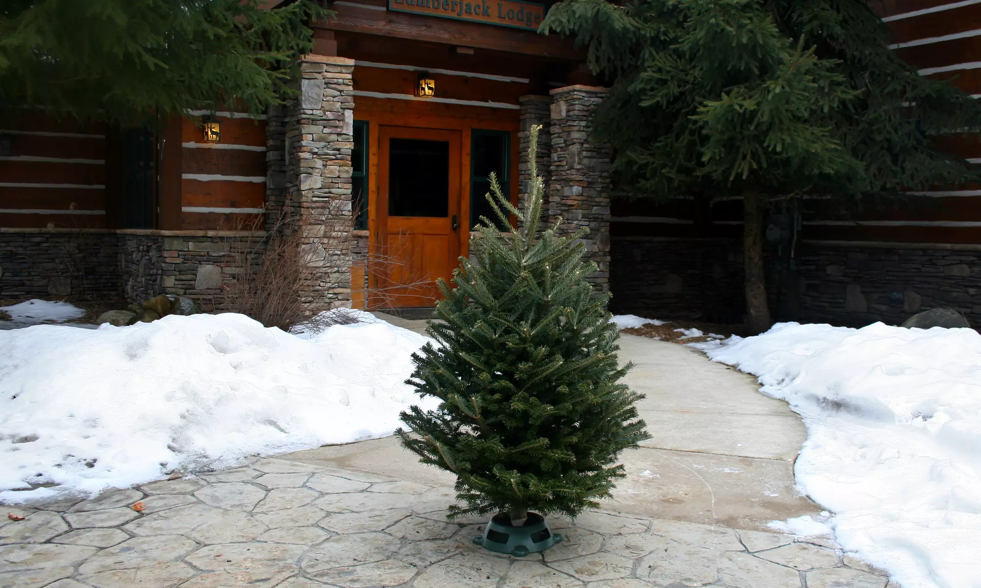 Fresh Cut 3–4-Foot Christmas Tree with Stand - Image 3