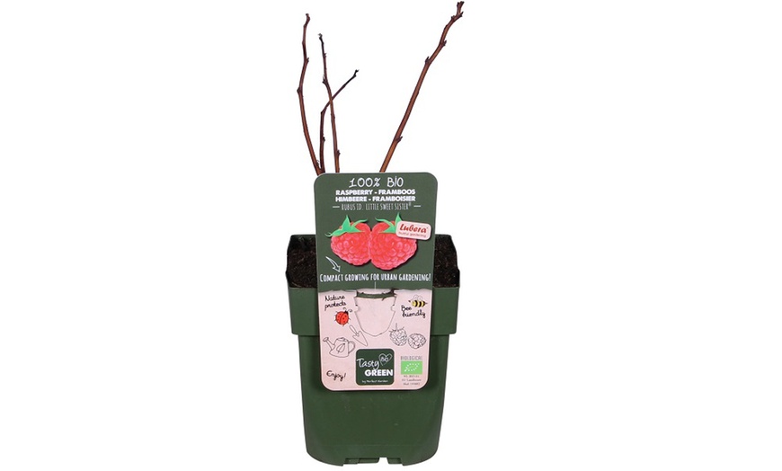 Image 4: Raspberry Growers Choice - 2ltr and 3ltr Potted Plants
