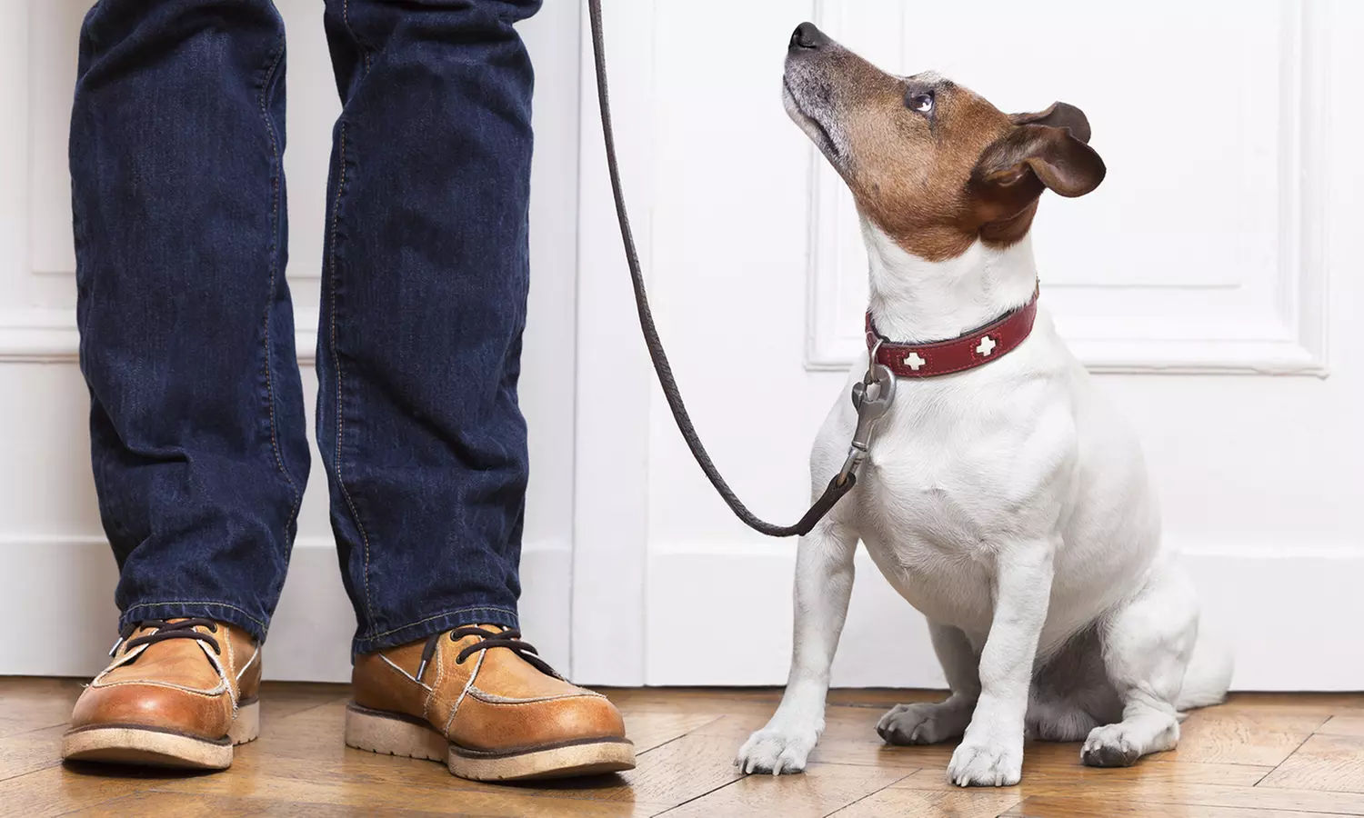 Two Dog Walks from DogsGoWalking.com -  Pet Sitting and Dog Walking Service (33% Off) - Primary Image