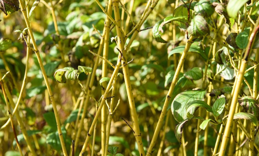 Image 15: Winter Hardy Shrubs - Cornus, Winter Jasmine - Sweet Box