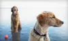 $50 for One Admission and Five-Course Dinner at Benefit for Austin Pets Alive! from Pono Events on Sunday, May 15 at 6 p.m. at Springdale Farm ($75 Value)