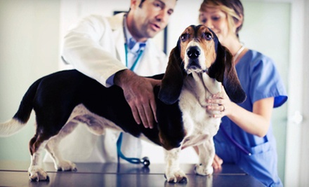 Canine Rabies Shot, Pet Microchip, or Adult-Dog Care Package from VIP Petcare Services (Up to 62% Off) - Primary Image