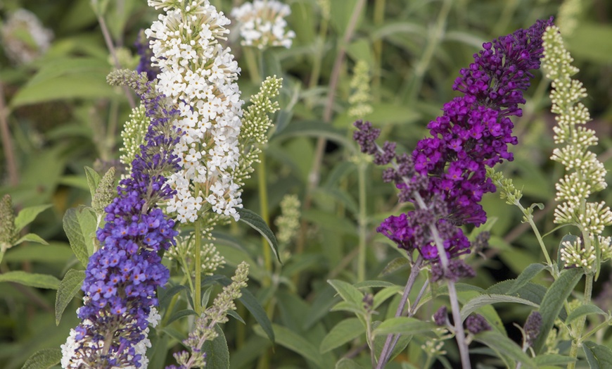 Image 4: Yougarden Tricolour Buddleia Butterfly Bush