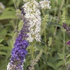 Image 4: Yougarden Tricolour Buddleia Butterfly Bush