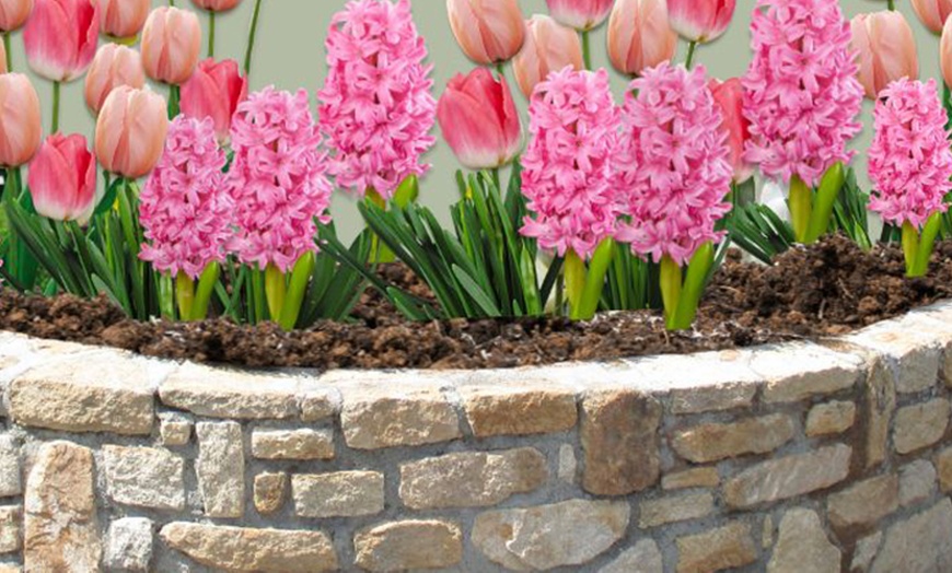 Image 3: Confezione di 25 bulbi con varietà di fiori color pesca e rosa
