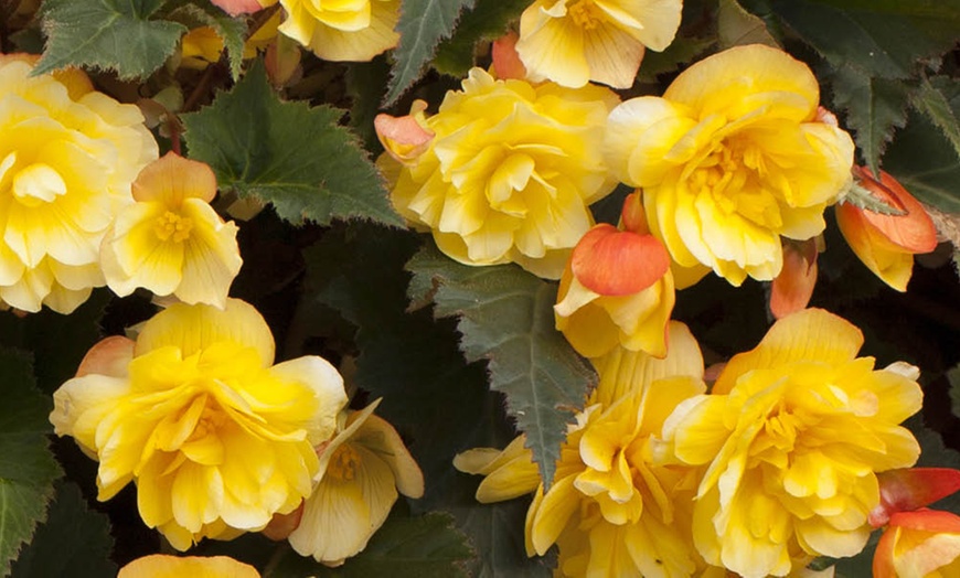 Image 5: Begonia Apricot Fiery Shades Garden-Ready Plants
