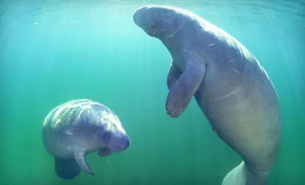 Guided Manatee Snorkel Tour for One or Two from Adventure Diving in Crystal River (Up to 55% Off) - Primary Image