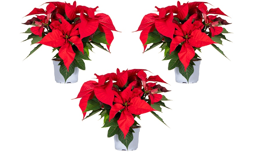 Image 8: Set de 3 ou 6 plantes de Noël "Poinsettia" rouges et / ou blanches