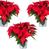 Image 8: Set de 3 ou 6 plantes de Noël "Poinsettia" rouges et / ou blanches