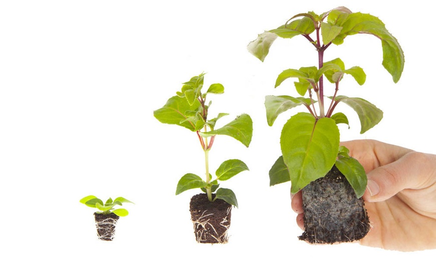 Image 9: 10 or 20 Geranium 'Parade Mix' Garden-Ready Plants