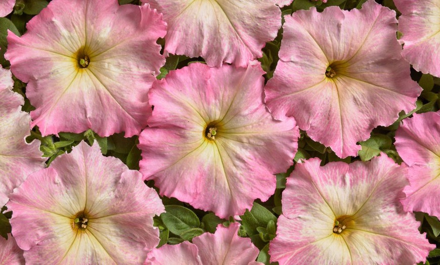 Image 5: Pack of 15 Garden Ready Mixed Variety Petunia Plants