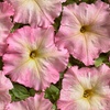 Image 5: Pack of 15 Garden Ready Mixed Variety Petunia Plants