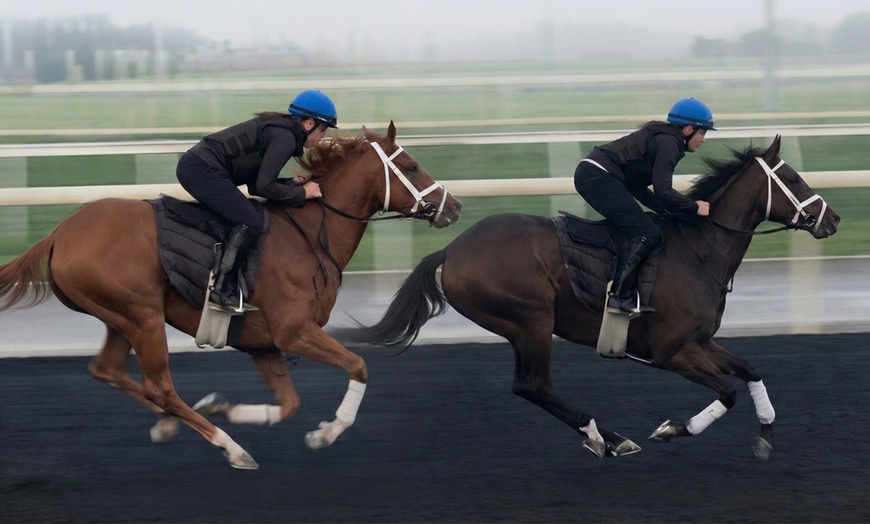 Image 2: Experience Horse Ownership or Trackwork Access with RaceX LLC