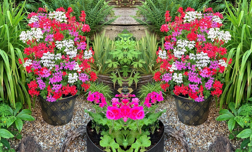 Image 2: Geranium Flower Power Trio - 3 or 6 Plants with Optional Tower Pot