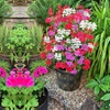 Image 2: Geranium Flower Power Trio - 3 or 6 Plants with Optional Tower Pot