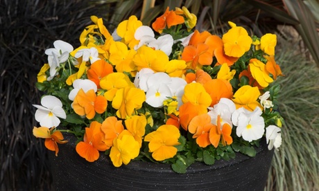 Pansy Matrix Daffodil Mixed Plug Plants,6 Plugs, Yellow