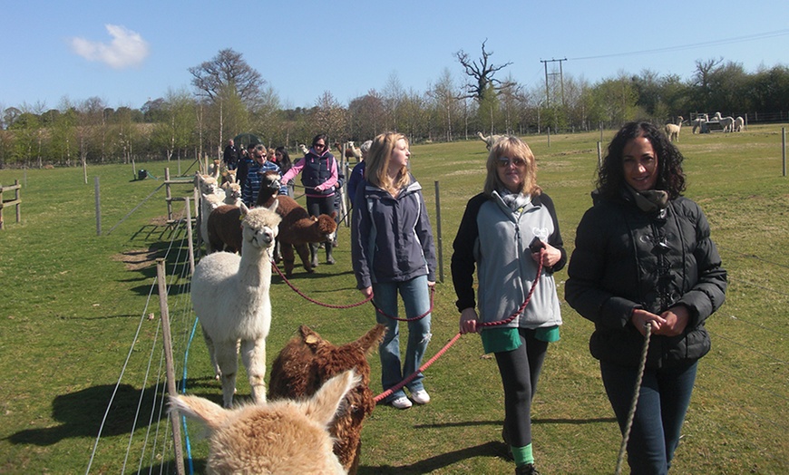 Image 4: Alpaca Walk, Charnwood Forest