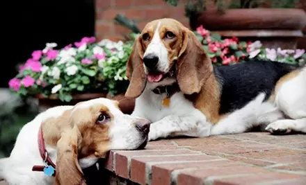 $50 for a Pet Photo Shoot from Animal Photography by Peggy Foster ($115 Value) - Primary Image