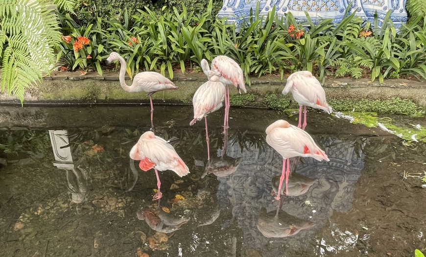 Image 16: ✈ 6-Day Madeira: Explore Portugal's Garden Island with Flights and Car