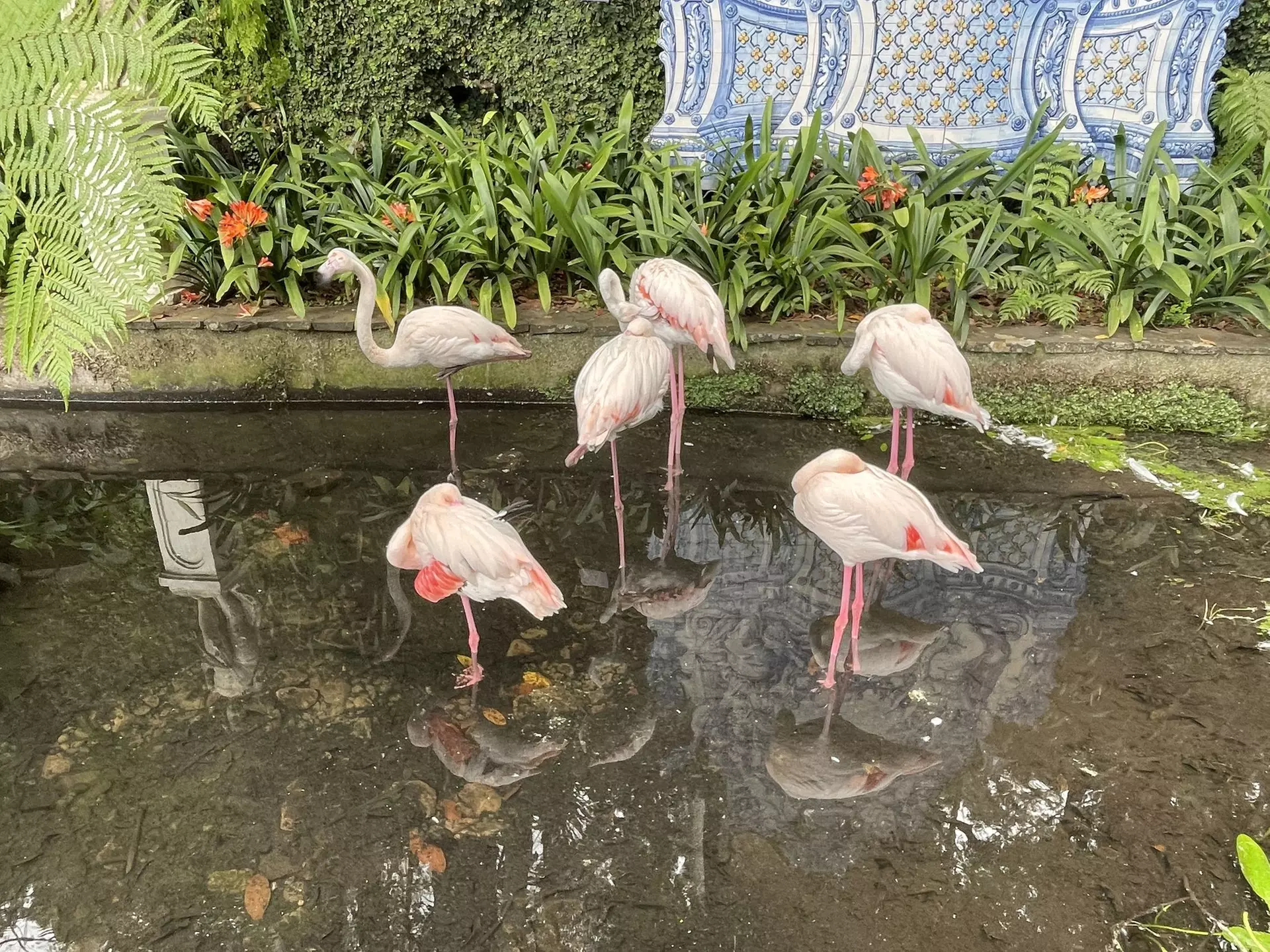 ✈ 6-Day Madeira: Explore Portugal's Garden Island with Flights and Car