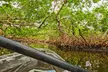 Explore Clam Bayou: 120-Minute Clear Kayak Mangrove Eco Tour - Second Medium